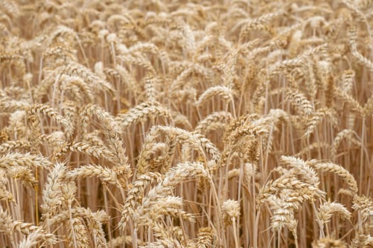 Wheat field. Golden ears of wheat on the field. Background of ripening ears of meadow wheat field. Rich harvest Concept