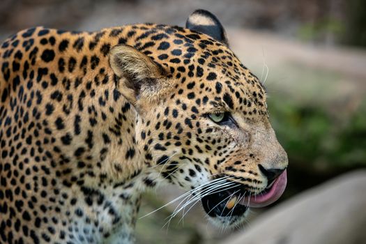 Ceylon leopard, Panthera pardus kotiya, Big spotted cat