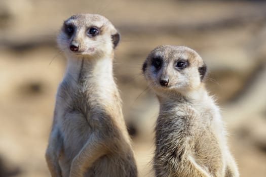 Suricata standing on a guard. Curious meerkat (Suricata suricatta).