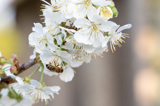 Bee on a cherry blossoms. Spring floral background. Cherry flowers blossoming in the springtime.