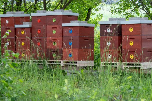 Wooden bee hives. Bee hives in nature. Beekeeping concept.
