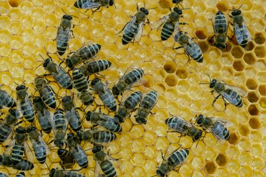 Honeycomb full of bees. Beekeeping concept. Bees in honeycomb.