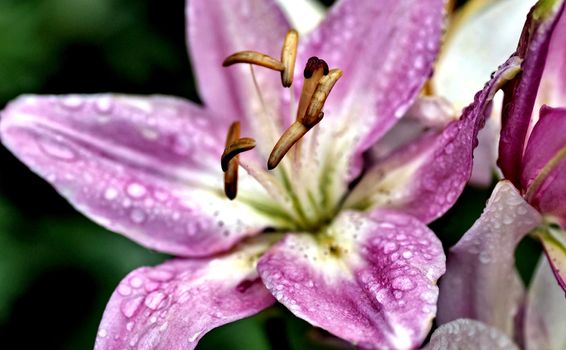 pink Lily with drops of rain on blurred nature background