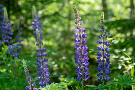 Blue lupines flowering in the meadow