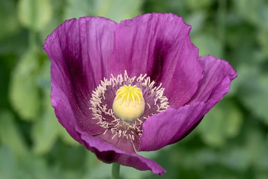 Purple poppy blossom in a field. (Papaver somniferum).