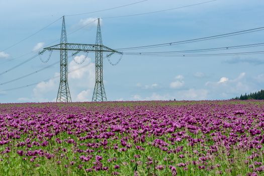 Purple poppy blossoms in a field (Papaver somniferum) and high voltage poles.