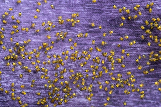 Colony of newborn spiders. A bundle of Araneus diadematus spiderlings.