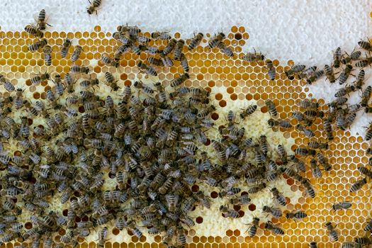 Honeycomb full of bees. Beekeeping concept. Bees in honeycomb.