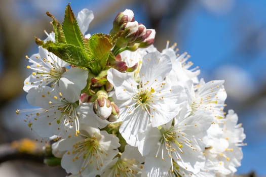 Spring blossom cherry tree flowers and blue sky