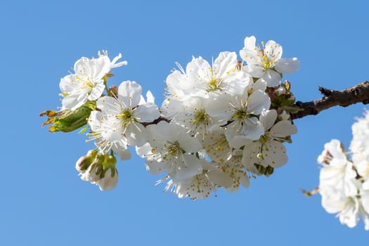Spring blossom cherry tree flowers and blue sky