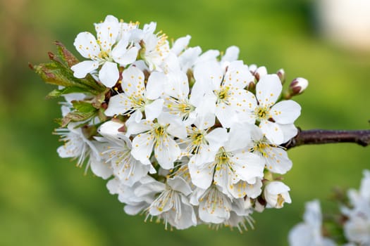 Spring blossom cherry tree flowers