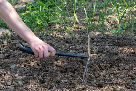 Hand works the soil with tool. Small gardening work tool fork in brown composted soil. Woman's hand working the soil.