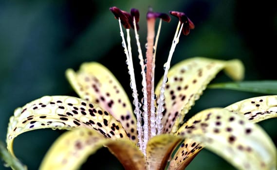 yellow tiger Lily with raindrops on the petals early cloudy morning, soft focus