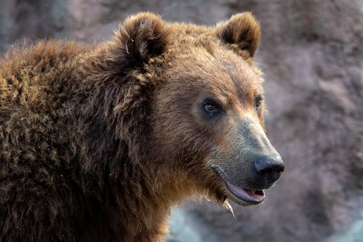 Portrait of brown bear (Ursus arctos beringianus). Kamchatka brown bear.