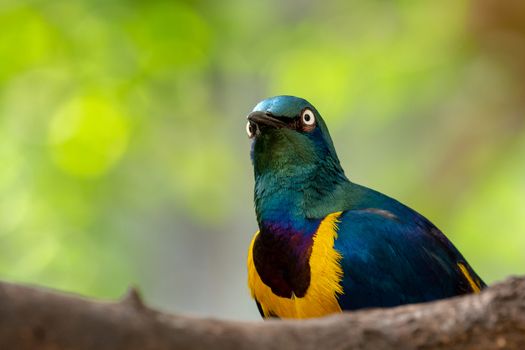 Golden-breasted Starling, Cosmopsarus regius, Glossy Starling sitting on the tree branch. Beautiful shiny bird in the green forest.