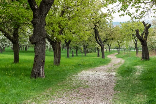 Park trail between blooming cherry trees in spring. Park with flowering trees and green grass.