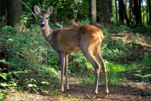 Roe deer in forest, Capreolus capreolus. Wild roe deer in nature.