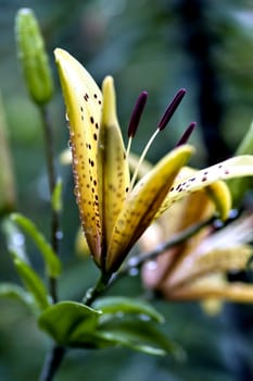 yellow tiger Lily with raindrops on the petals early cloudy morning, soft focus