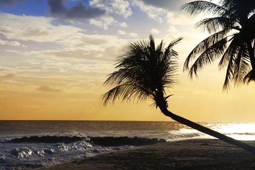 View of nice tropical beach with palm on sunset. Barbados