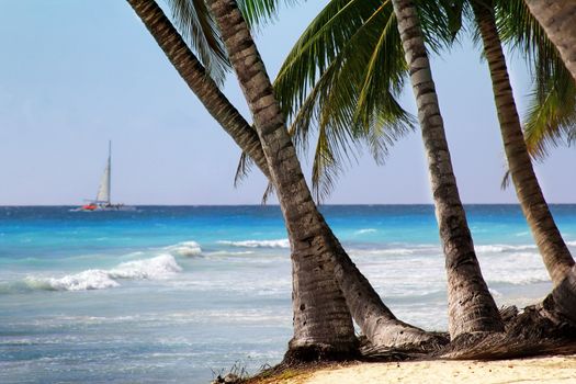 Saona island beach. Dominican Republic