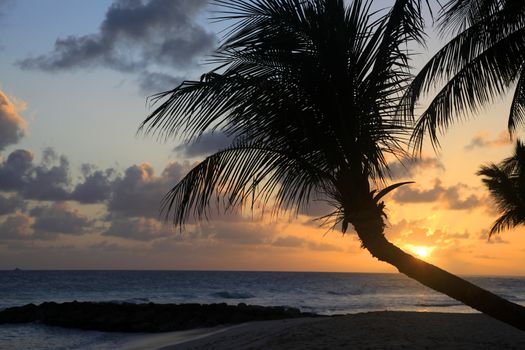 View of nice tropical beach with palm on sunset. Barbados