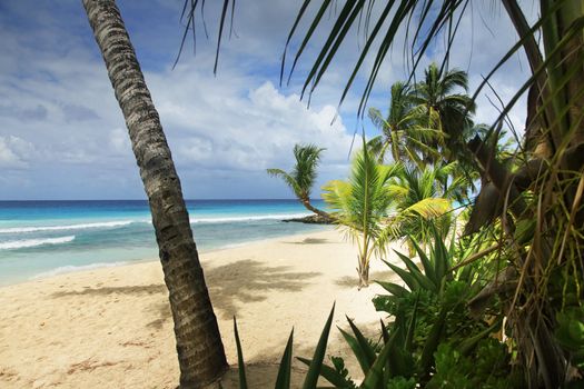 Tropical beach with a palm tree in Barbados