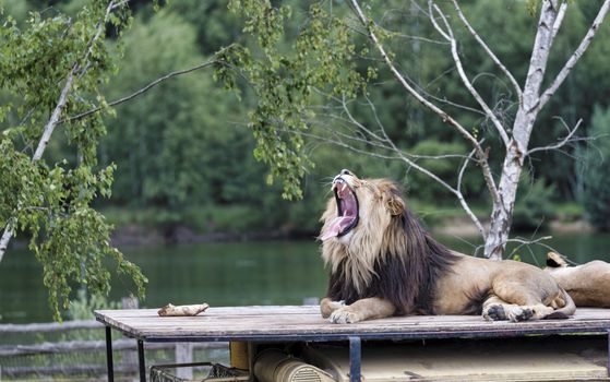 roaring lion on roof of safari car with a female lion next to him