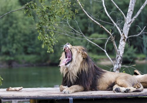 roaring lion on roof of safari car with a female lion next to him