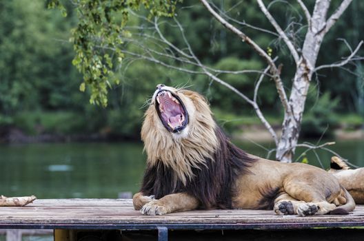 roaring lion on roof of safari car with a female lion next to him