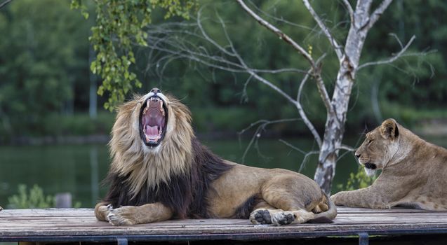 roaring lion on roof of safari car with a female lion next to him