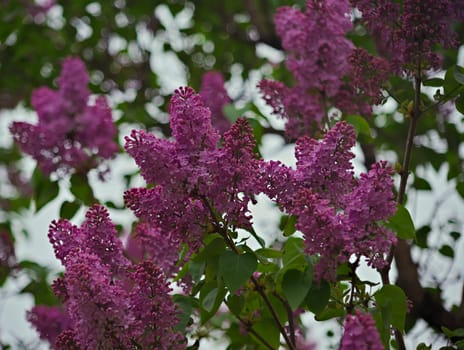 Lilac tree blooming violet flowers during spring time