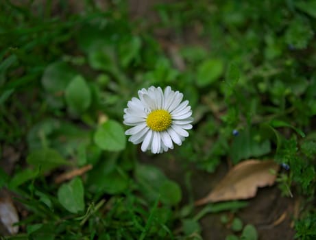 Daisy blooming flower in grass field, spring time