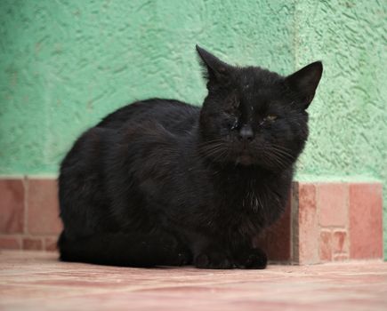 Black male cat sitting on ceramic tiles in front of green wall