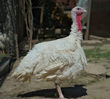 Side view from profile of white turkey