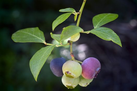 blueberry branch (Vaccinium corymbosum), northern highbush blueberry also known as blue huckleberry is the blueberry commonly grown in America and now known throughout the world