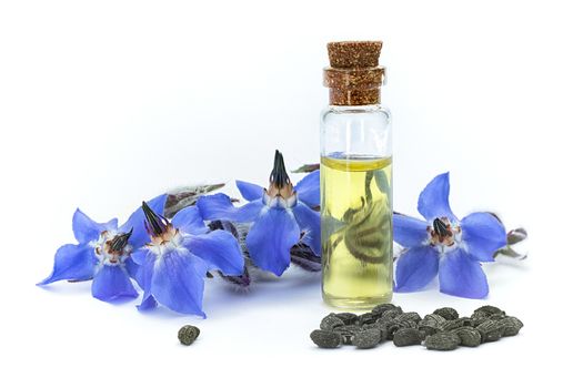 Borage oil (Borago officinalis); flowers and seeds on white background. Clouse Up