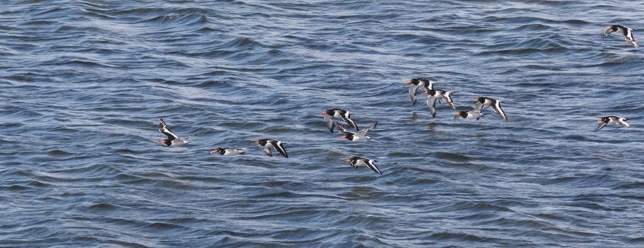 Oystercatchers (haematopus ostralegus)  flying along the Moray Firth