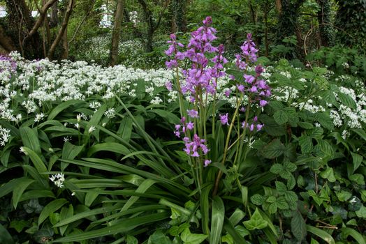 Pink Bluebells Flowering in Cardiff