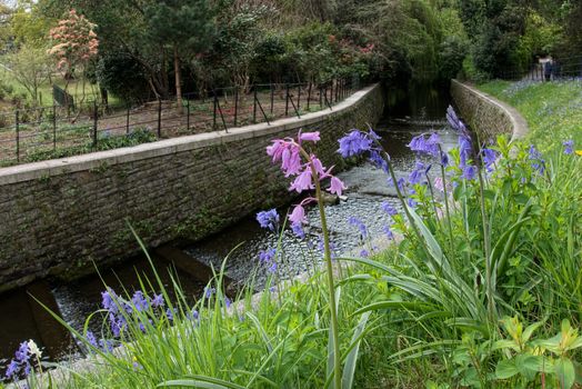 Pink Bluebells Flowering in Cardiff