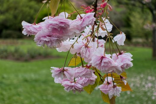 Cherry Blossom in Roath Park Cardiff