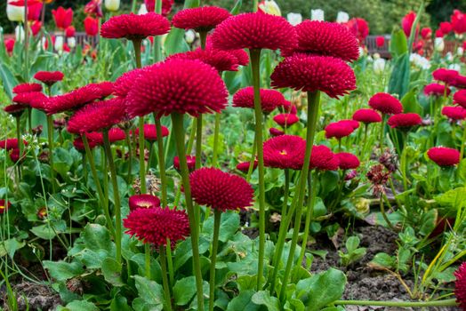 Small Red Bedding Plants fFowering in Roath Park