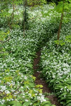 Flowers of Ramsons or Wild Garlic (Allium ursinum) in Cardiff