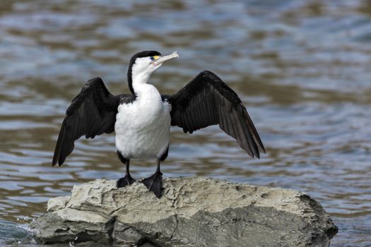 Pied Cormorant (Phalacrocorax varius)