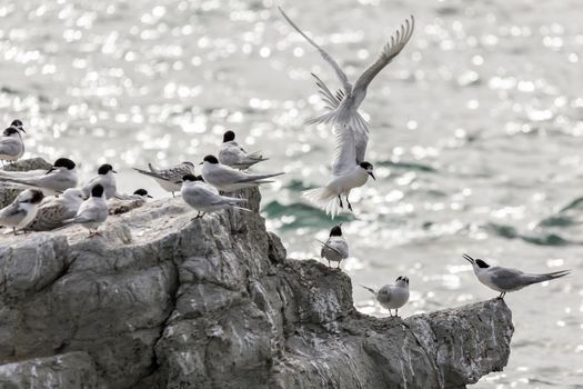 White-fronted Tern (Sterna striata)