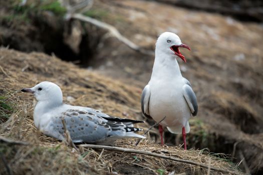 Red-billed Gull (Chroicocephalus scopulinus)