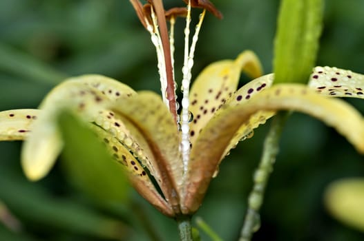 yellow tiger Lily with raindrops on the petals early cloudy morning, soft focus