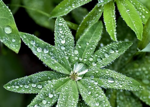 round dew drops on green plant leaves in the early morning in cloudy weather, soft focus