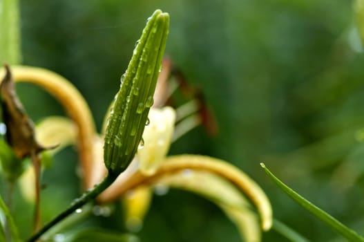 yellow tiger Lily buds with raindrops on the petals early cloudy morning, soft focus