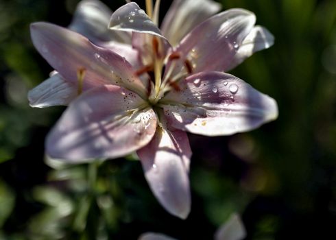 pink Lily with drops of rain on blurred nature background