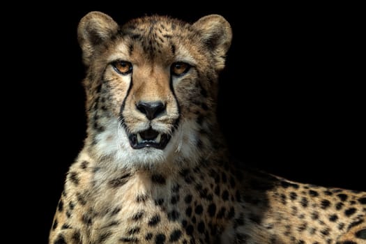 Cheetah portrait (Acinonyx jubatus) on black background